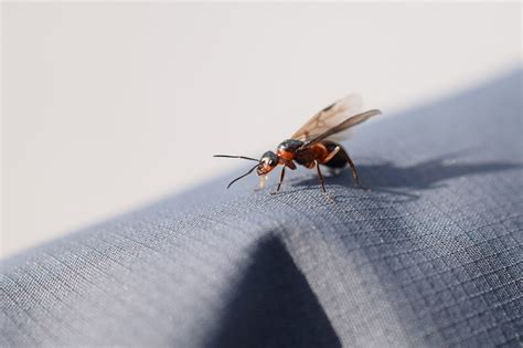 ✅ wusstest du, dass du bei unverschuldetem schimmel in der wohnung ein recht auf mietminderung hast? Detia Ameisen Ex 5Kg Ameisen Im Haus Download - 180*180 ...