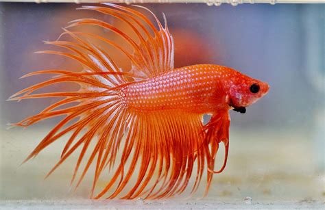 Betta Fish Care Guide Everything You Need To Know