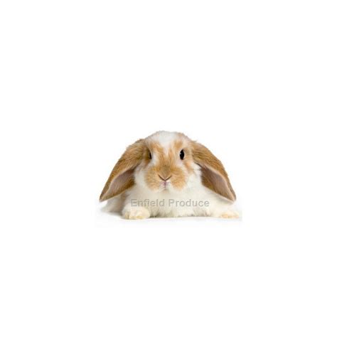 Lop Eared Rabbits For Sale Sydney Strathfield Pet Shop