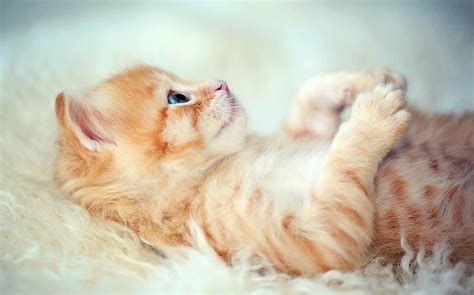 Cat Lying On Back Cat Meme Stock Pictures And Photos