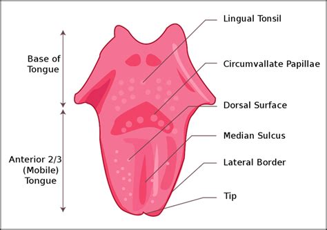 Parts Of The Tongue And Their Functions