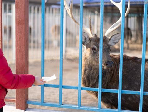 A Child Feeds A Deer In A Zoo Stock Image Image Of Friendship