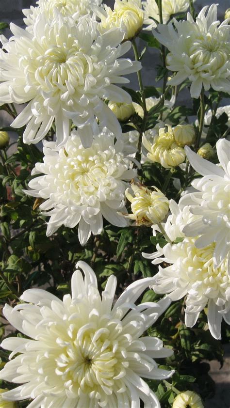 Download Wallpaper 1080x1920 Chrysanthemums Flowers White Flower