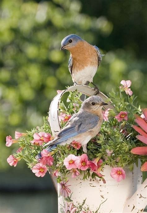 Pin By ϲɑɾɾíҽɑղղ On ᴄᴏᴛᴛᴀɢᴇ ʟᴏᴠᴇ Beautiful Birds Bird Birds