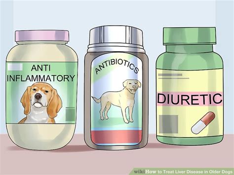 3 Ways To Treat Liver Disease In Older Dogs Wikihow