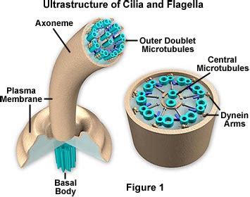 Check spelling or type a new query. torresbioclan / Flagellum and Cilia