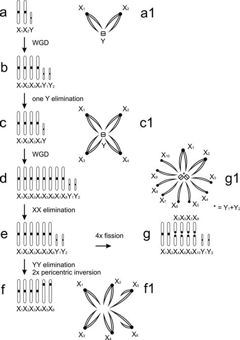 Caponiidae Hypothesis Of Sex Chromosome Evolution Abbreviation Wgd Download Scientific