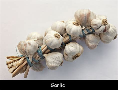 Esl kids worksheets, esl teaching materials, resources for children, materials for kids, parents and teacher of english,games and activities for esl kids printable efl/esl pdf worksheets to teach, spelling,phonics worksheets, reading and vocabulary to kids. Facts about Garlic for Kids