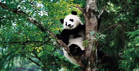 Wild Giant Panda Sichuan Fun