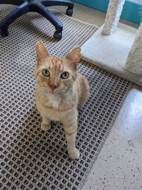 Second Chance Cats of WM