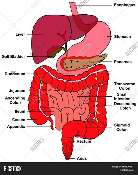 Digestive System Of Human Body Anatomy With All Parts Esophagus Stomach Pancreas Liver Gall