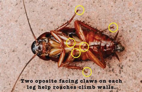 Can Cockroaches Climb Walls Secret Leg Hooks Apb