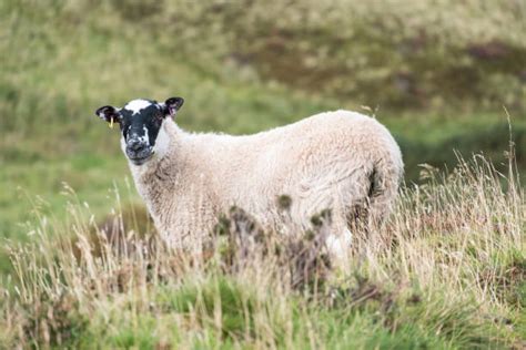 Scottish Blackface Sheep Stock Photos Pictures And Royalty Free Images