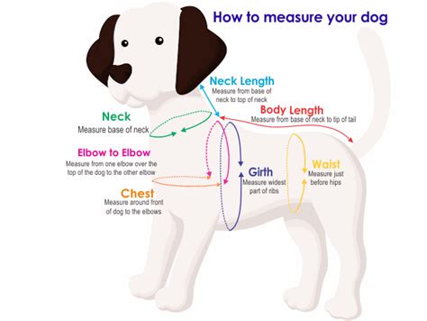 How To Measure Your Dog Pittapatta Boutique