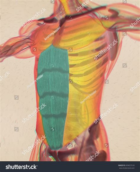 Rectus Abdominus Stomach Muscles Human Anatomy Stok İllüstrasyon