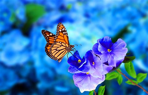 Cosa Sono E A Cosa Servono Le Farfalle Non Sprecare
