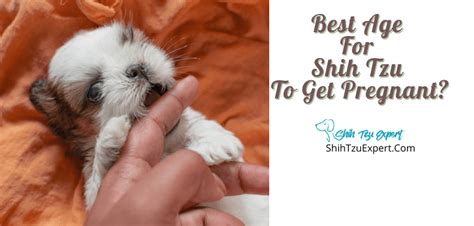 Best Age For Shih Tzu To Get Pregnant Important Facts Shih Tzu Expert