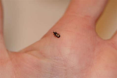 Famous Little Black Flying Bugs That Bite Ideas Octopussgardencafe