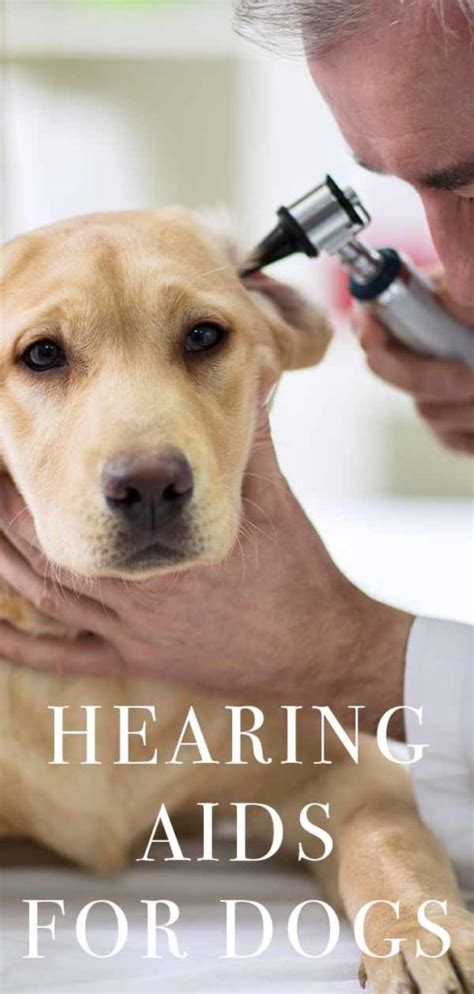 Audífonos Para Perros ¿una Solución Para Los Problemas De Audición