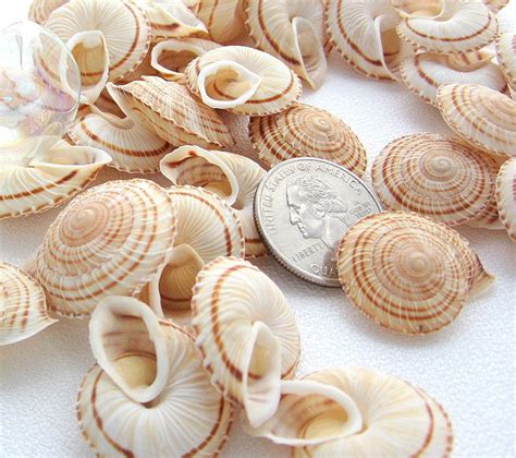 12pc Spiral Snail Seashells Beach Nautical Coastal Decor Tan Etsy