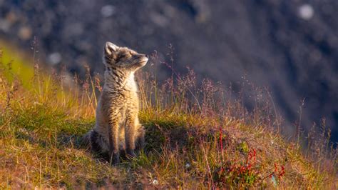 An Arctic Fox Sunbathing Wojtek Rygielski