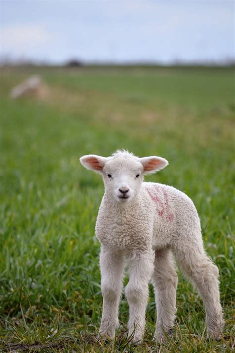 Lamb The Sheep Animal Free Photo On Pixabay
