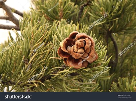 Open Twoneedle Pinyon Pinus Edulis Pine Stock Photo 786773977