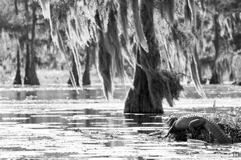 Fine Art Photography Prints Lake Martin Louisiana Swamp