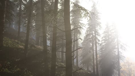 Calm Moody Forest In Misty Fog In The Morning 6119829 Stock Video At