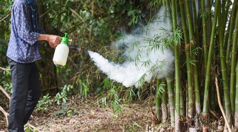 Man Holding Fogging To Eliminate Mosquito For Preventing Spread Dengue
