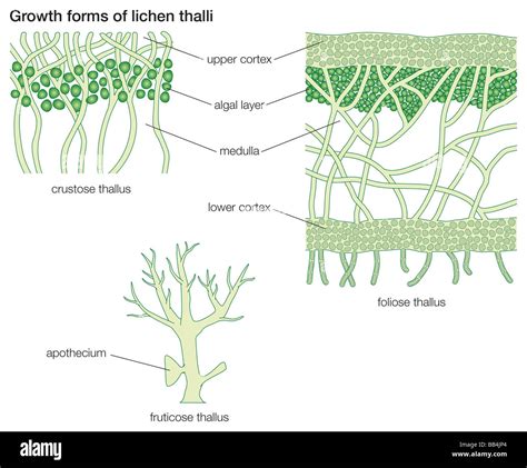 Growth Forms Of Lichen Thalli Stock Photo Alamy