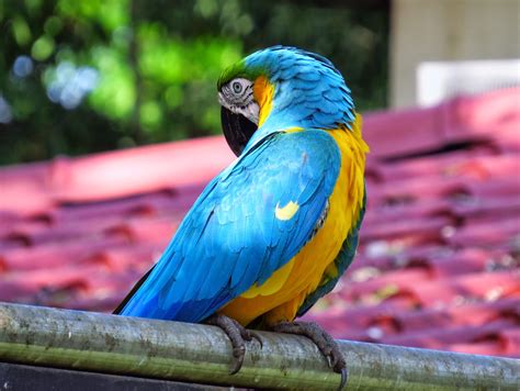 It is thought that the female incubates them. amateurnithologist: Blue and Yellow Macaw