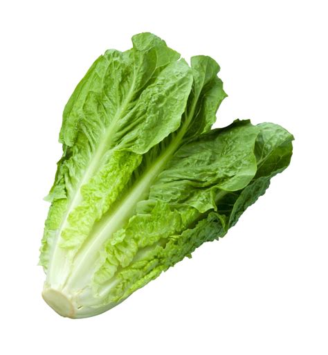 Lettuce Piece Cabovillas Pre Stock