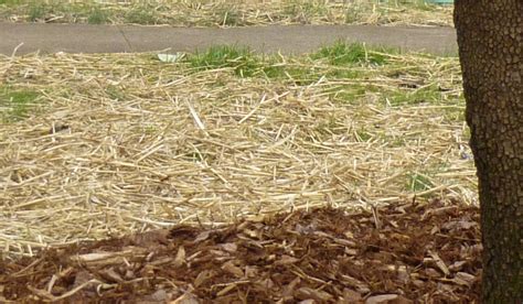If you have ever looked at acres of tall grass rippling in the wind, the reason for the metaphor is obvious. Why Use Straws on New Grass Seed - Lawn and Landscaping in ...