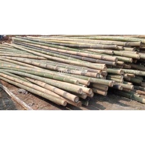 Bambu Steger Panjang Kisaran 4di5 Meter Diameter Kisaran 7di9 Cm Di