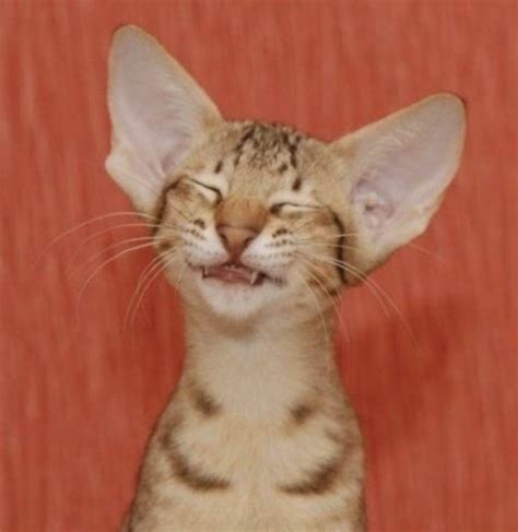 30 Awesome Pictures Of The Smiliest Cats Youll Ever See We Love Cats