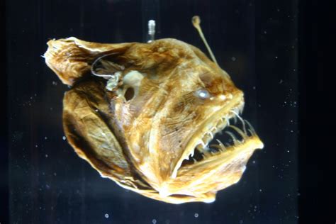 The Angler Fish A Mystery Of The Deep