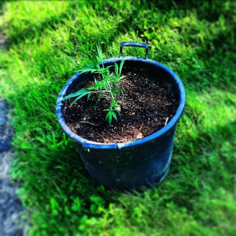 Best type of light for growing weed. The Best Type of Soil for Growing Cannabis - LED Grow ...