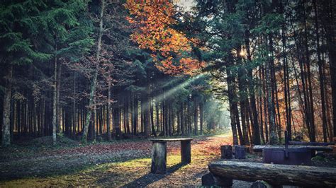 4553496 Park Leaves Path Trees Wood Grass Fall Bench Nature