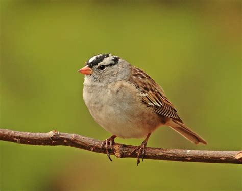 6 Species Of Sparrows With Striped Heads Inc Awesome Photos Birds