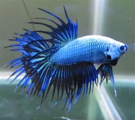 45 Different Types Of Betta Fish With Pictures Aqua Movement