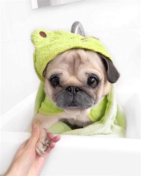 7993 Likes 58 Comments Loulou The Pug Pugloulou On Instagram