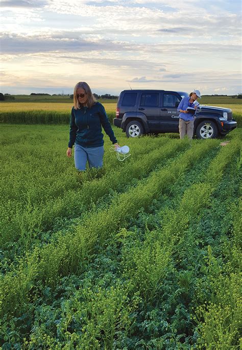 Check spelling or type a new query. Chickpea-flax intercrops show promise - Top Crop Manager