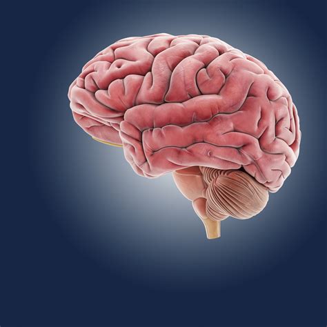 Inside The Human Brain For Kids