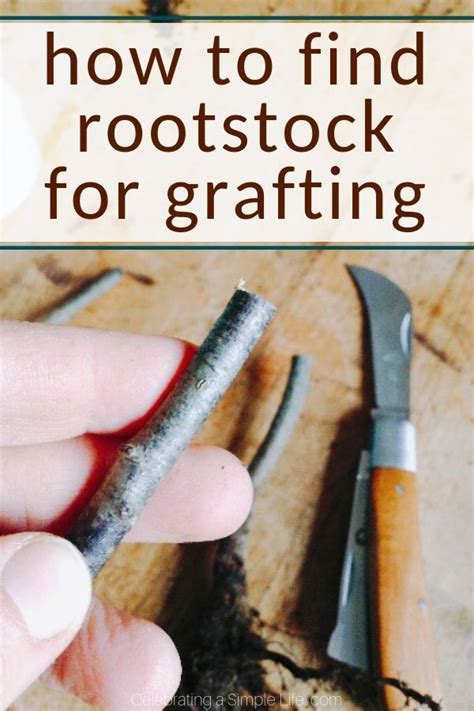 It is also compatible with most varieties. 3 Ways to Get Rootstock for Grafting Fruit Trees ...