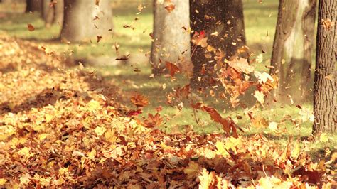 The Wind Blowing The Leaves Wallpapers And Images Wallpapers
