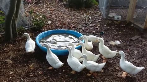 I know quite a few most of the breed of domestic ducks one would keep in the backyard do not fly very high or at all. How to raise ducks in your backyard, from start to finish ...