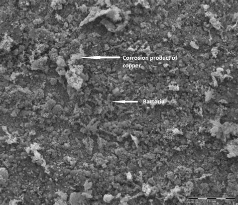 Sciency Thoughts Bacteria From Biofilms In The Water Supply At