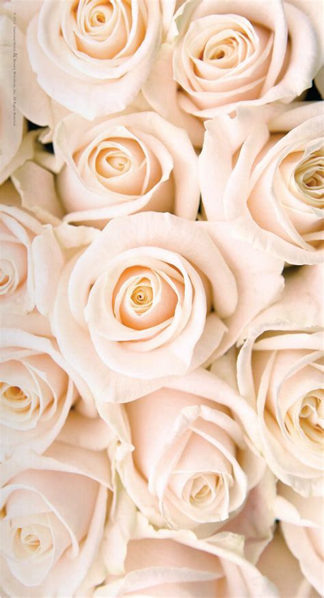 Rose Gold Roses ⊱╮ ♔ Rose Gold • Blush ♔ Pinterest Pale Pink
