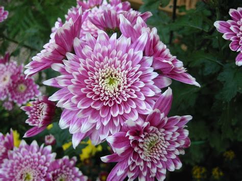 Apr 21, 2021 · two plants are required for pollination and a smaller fruit crop will result if your pawpaw is planted in full shade. 10 of the best edible flowers to grow in your yard ...